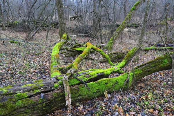 Vahşi Ormanda Yeşil Yosunlu Ölü Ağaçlar — Stok fotoğraf
