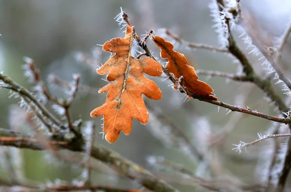 Abstract Frozen Oak Twig Dry Leafs — ストック写真