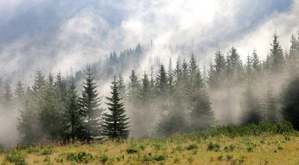 Mglista Scena Górskim Lesie — Zdjęcie stockowe