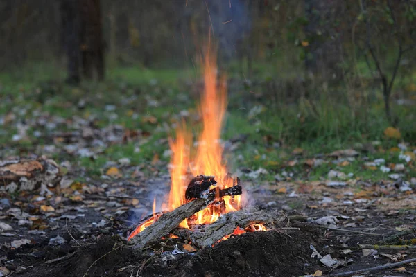 Horký Plamen Ohně Lese — Stock fotografie