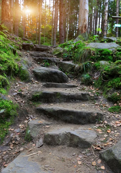 緑の森の中の古い階段のある風景 — ストック写真