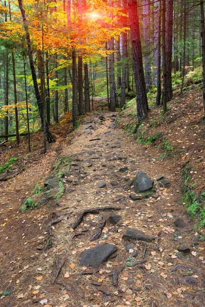 Paysage Avec Sentier Dans Forêt Montagne Automne — Photo