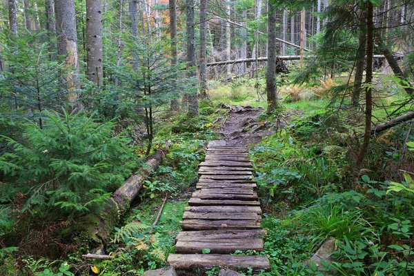 Puente Madera Sobre Pantano Bosque Verde Profundo — Foto de Stock