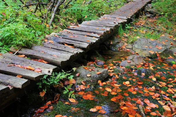 Jembatan Kayu Tua Atas Sungai Pegunungan Hutan Musim Gugur Ambillah — Stok Foto