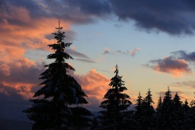 Çam siluetleri üzerinde görünüm günbatımı gökyüzü arkaplanı