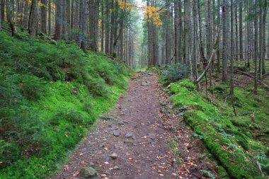 Ormanın derinliklerindeki manzara. Ukrayna Karpat Dağları