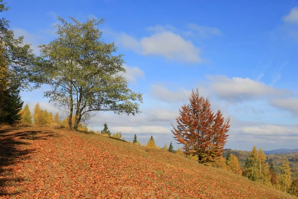 Jesienny Krajobraz Drzewami Zboczu Góry Wziąć Karpatach Ukraina — Zdjęcie stockowe