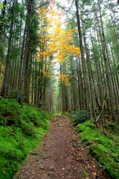 Höststigen Karpaternas Skog Det Ukraina — Stockfoto