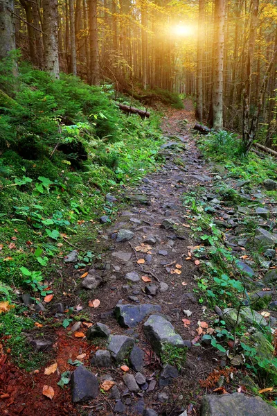 山の森の中の野生の石の道と風景 ウクライナのカルパティア — ストック写真