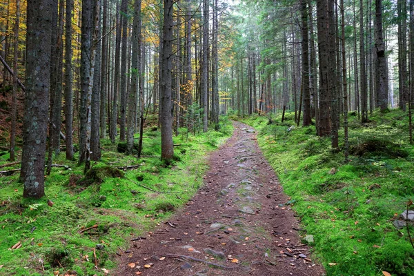 Beau Paysage Avec Sentier Dans Forêt Des Carpates Parmi Mousse — Photo