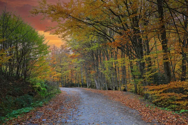 秋の公園の道路と風景 ウクライナでそれを取る — ストック写真