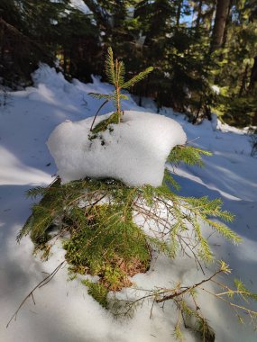 Karpatlar, Uktaine 'de güneşli bir kış gününde karın altında küçük bir çam ağacı.