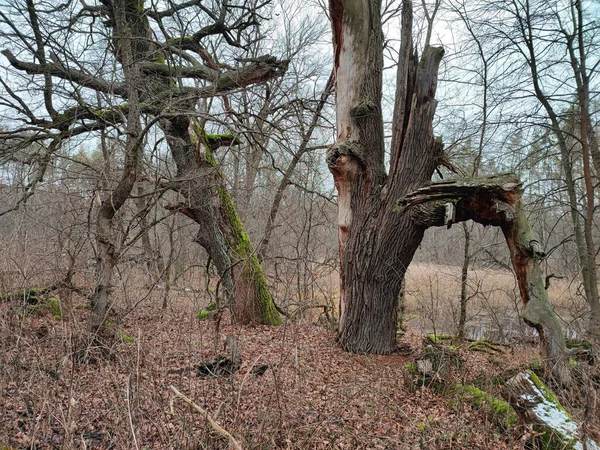 Sonbahar Ormanında Eski Meşe Yapraksız Ağaçlar — Stok fotoğraf