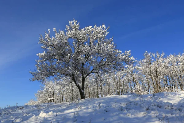 Escena Con Árbol Invierno Pendiente Montaña — Foto de Stock