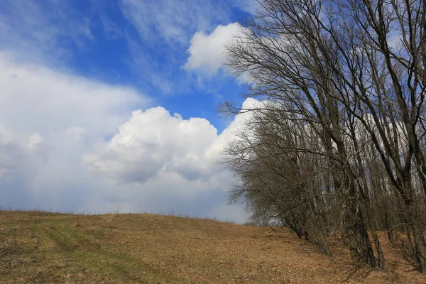 空の雲の下の森林境界上の春の牧草地 — ストック写真