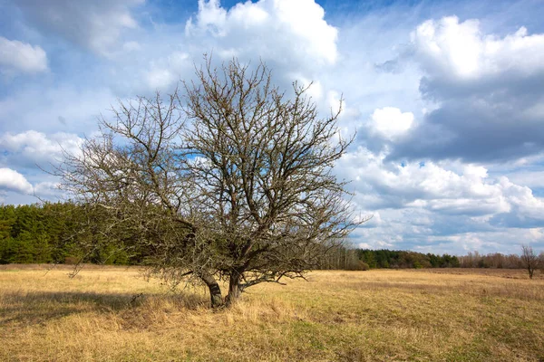 Osamělý Strom Bez Listí Jarní Louce Stepi Krajina Ukrajiny — Stock fotografie