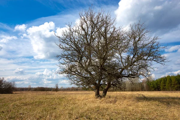 Vecchio Albero Senza Foglie Sul Prato Asciutto Primaverile Ucraina — Foto Stock