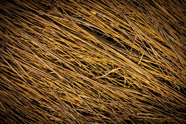 Dry Grass Abstract Natural Background — Stock Photo, Image