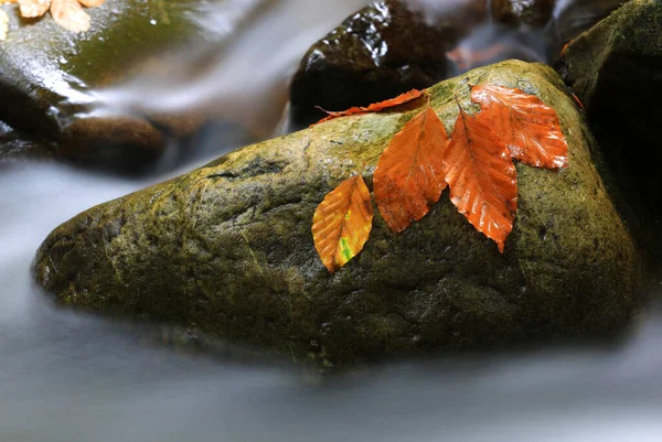 Haya Mojada Hojas Otoño Sobre Piedras Río Montaña —  Fotos de Stock