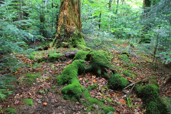 Paysage Avec Mousse Verte Sur Vieil Arbre Mort Dans Forêt — Photo