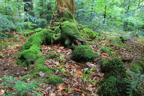 Scen Med Grön Mossa Gamla Döda Träd Djupa Skogar — Stockfoto