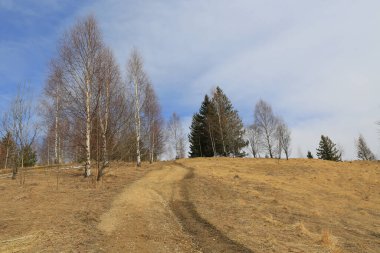 Dağlardaki ilkbahar çayırlarında patikalı bir manzara. Karpatlar 'da, Ukrayna' da.