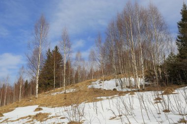 Landscape with birch forst on spring mountain slope. Carpathians in Ukraine