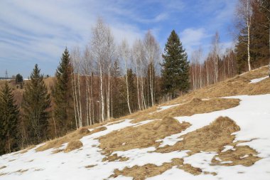 Dağlarda erimiş karla birlikte bahar çayırı. Ukrayna 'da, Karpatlar' da.