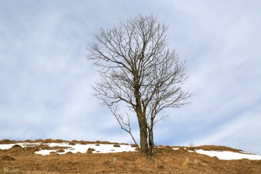 Landscape with alone leafless tree on spring meadow in mountains