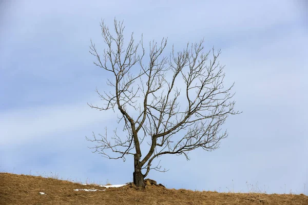 Çayırda yapayalnız yapraksız bir ağaç manzarası