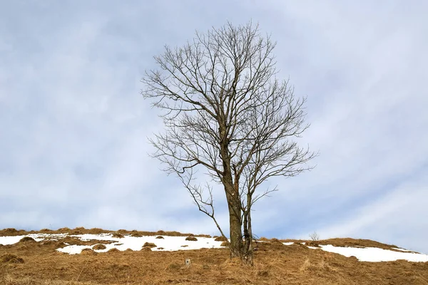 Dağlardaki ilkbahar çayırlarında yapayalnız yapraksız bir manzara.