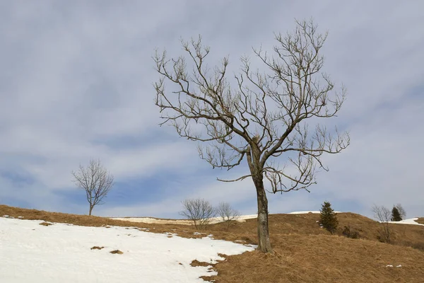 Landscape Leafless Trees Mountain Meadow Spring Time Take Ukraine Carpathians — Foto Stock