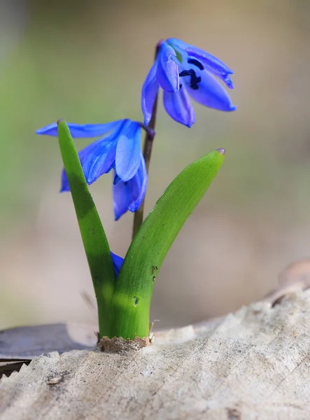 Scilla Bifolia Flor Primavera Bosque — Foto de Stock