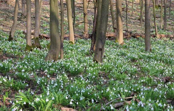 春の森に野雪の花が咲く風景 — ストック写真