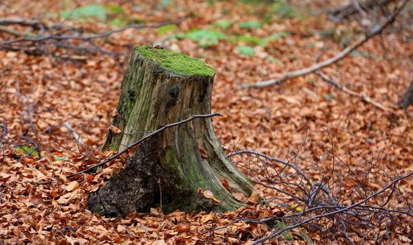 Abstrakter Holzstumpf Mit Moos Herbstwald — Stockfoto
