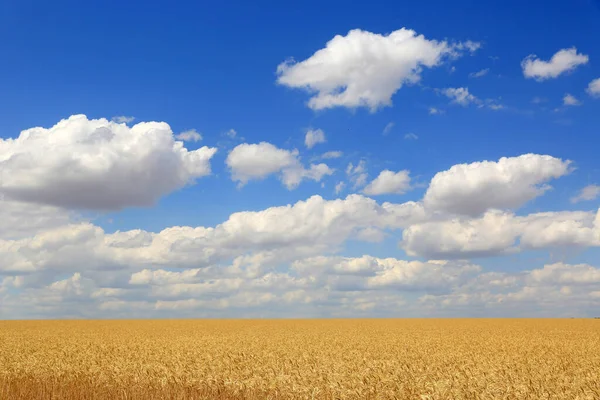Campo Grano Sotto Cielo Blu Con Nuvole Paesaggio Tradizionale Dall — Foto Stock