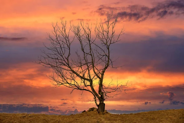 Kırmızı Günbatımı Gökyüzünde Yapayalnız Ölü Bir Ağaç — Stok fotoğraf