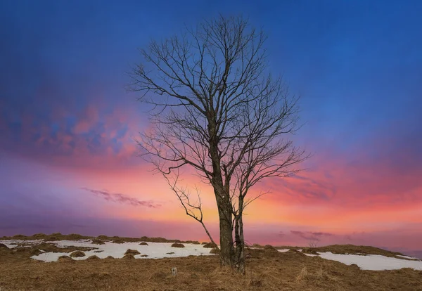 View Old Dead Tree Sunset Sky Background — Stock Photo, Image