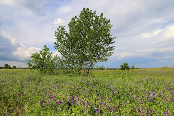 Paesaggio Con Alberi Verdi Sul Prato Fiorito Estivo Prendilo Ucraina — Foto Stock