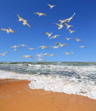 Fırtınalı bir denizde uçan bir martı sürüsü.