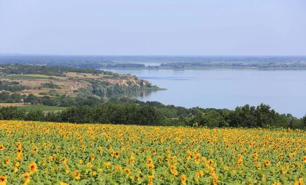 Sommar Landskap Med Solrosor Äng Nära Dnipro River Ukraina — Stockfoto