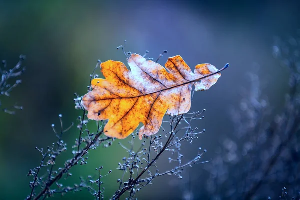 Suche Jesień Liść Dębu Trawie — Zdjęcie stockowe