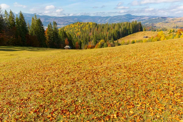 Nice Ladscape Autumn Meadow Mountains Carpathians Ukraine — Stock fotografie