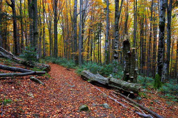 Nice Landscape Pathway Autumn Forest Take Ukrainian Carpathians 로열티 프리 스톡 사진