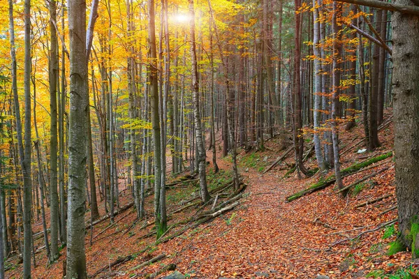 Autumn Landscape Way Carpathians Forest Ukraine 스톡 사진