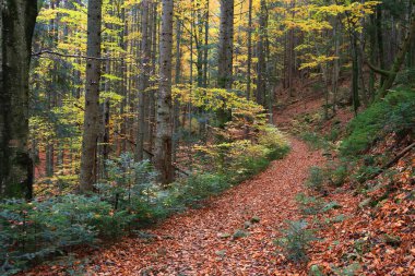 Ormanda patikası olan sonbahar manzarası. Ukrayna 'yı al