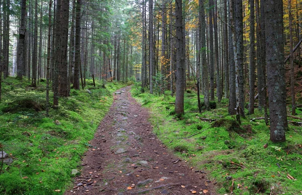 Стежка Серед Зеленого Моху Карпатських Лісах — стокове фото