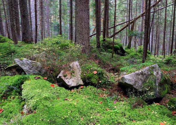 在森林的青苔丛中 用古老的石头装饰风景 以乌克兰喀尔巴阡山脉为例 — 图库照片