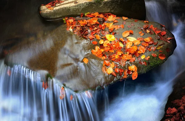 Hoja Otoño Sobre Piedra Mojada Río Montaña —  Fotos de Stock