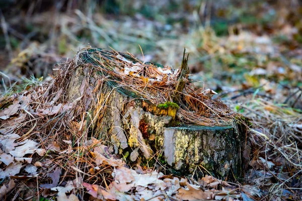 Vieux Tronc Pin Dans Forêt — Photo